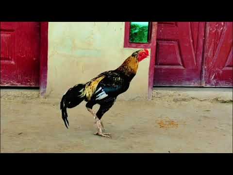 Java Murga