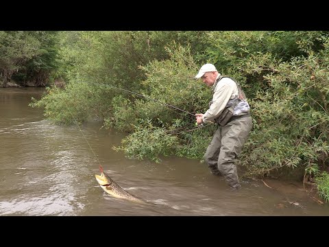 Pecanje potočne pastrmke na reci Nišavi - Rafting Sićevačkom klisurom | Fishing brown trout