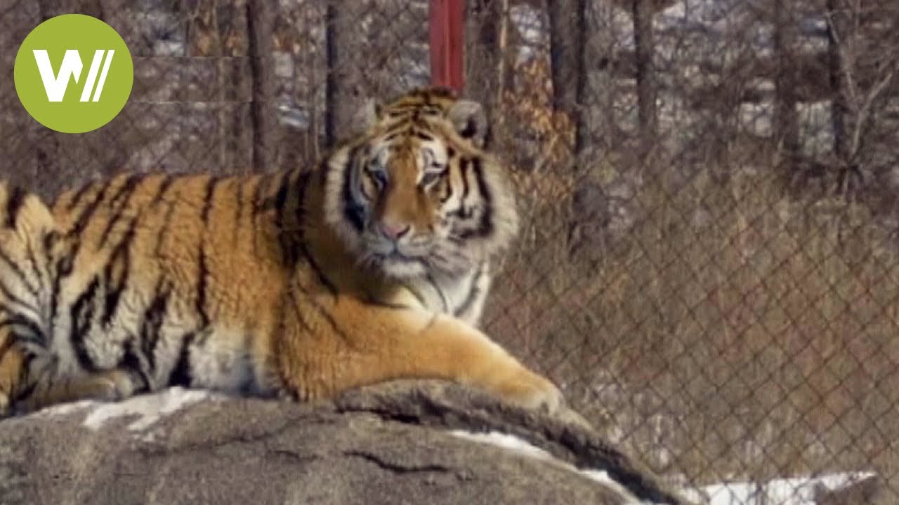 Siberian tiger found in northeastern China - YouTube