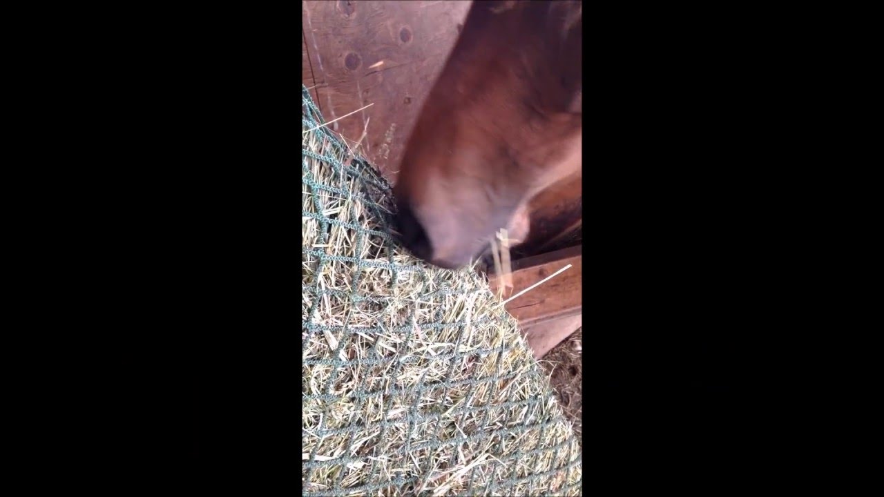 Grazing From A Nag Bag Youtube