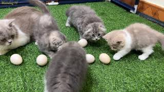 Mother cat and kittens get to know and practice incubating chicken eggs