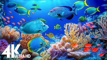 4K Aquarium for Relaxation 🐠 Relaxing Oceanscapes - Sleep Meditation 4K UHD Screensaver