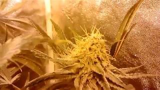 Pineapple Chunk Day 53