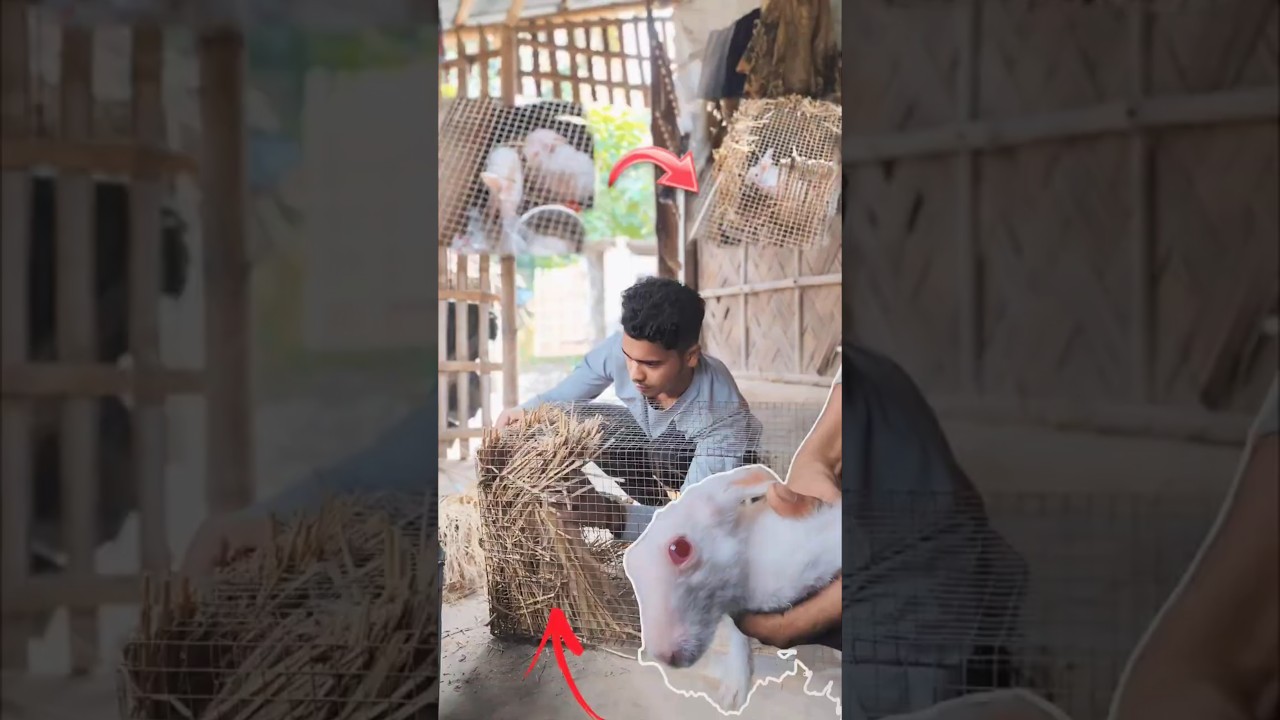 My first vlog (please support me) golper Bondhu #vlog #shorts #golperbondhu