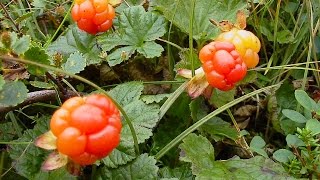 Морошка Полезные свойства Морошка Полезные свойства