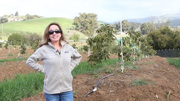 New rootstock varieties - Virtual Avocado Field Day at Cal Poly