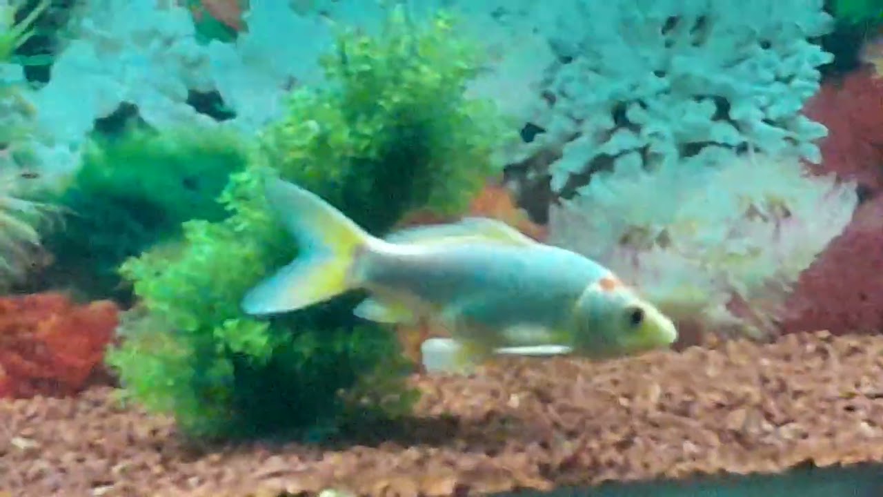 Machhli jal ki rani hai 