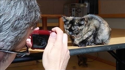 Smart Cameras Play Well With Phones (and Kitties)