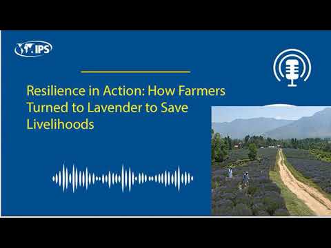 Resilience in Action: How Farmers Turned to Lavender to Save Livelihoods