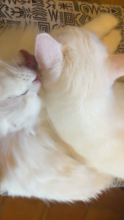 ЛЮБОВЬ БЕЗ УСЛОВИЙ. БЕЗУСЛОВНАЯ ЛЮБОВЬ. КОШАЧИЙ АНТИСТРЕСС. ДУСЯ И ...
