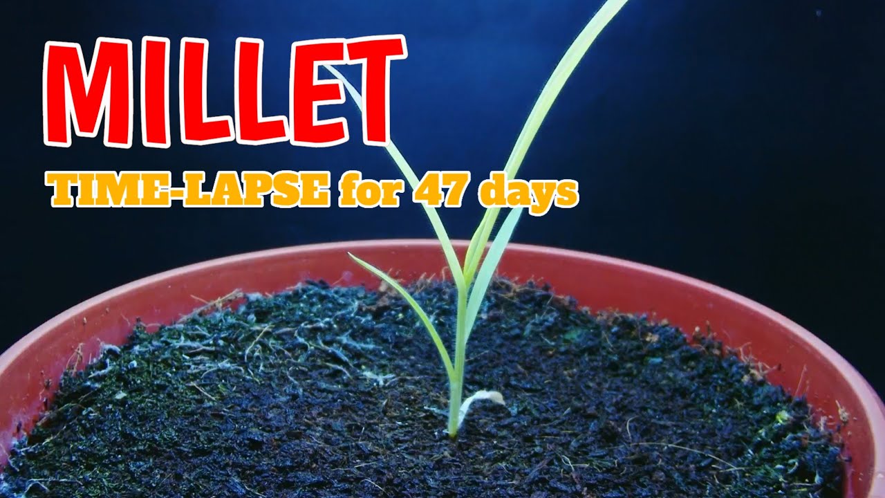 Growing millet from seed I timelapse for 47 days