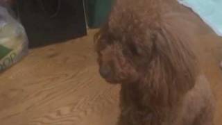 戌年はまだかワン　Toy Poodle Dog that does art