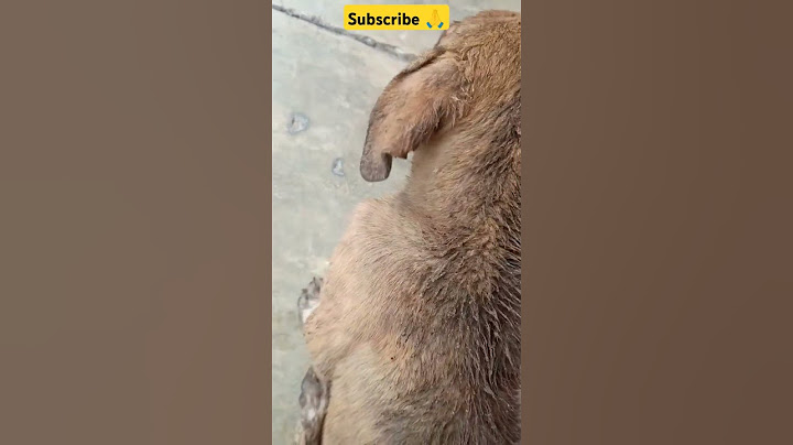 भूख सबको लगती है बस कोई कह सकता है कोई सिर्फ़ देखा सकता है😭 #youtubeshorts #dogs #streetdog #1m