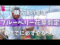【必ずやる】ブルーベリー苗購入後の花芽剪定をプロ農家が実演解説