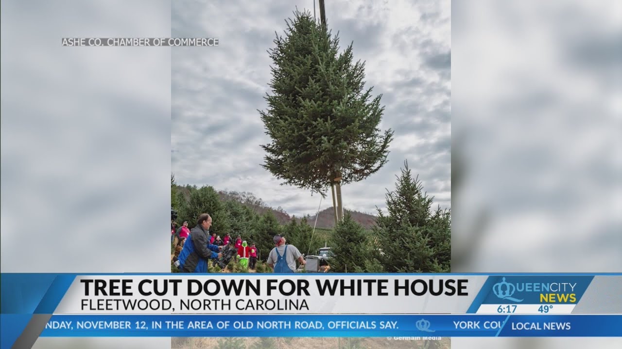 White House Christmas tree cut from NC farm - YouTube