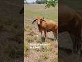Afternoon Drive Stop – Greeting Cows Grazing by the Road | Birds &amp; Passing Cars Sounds | No Music