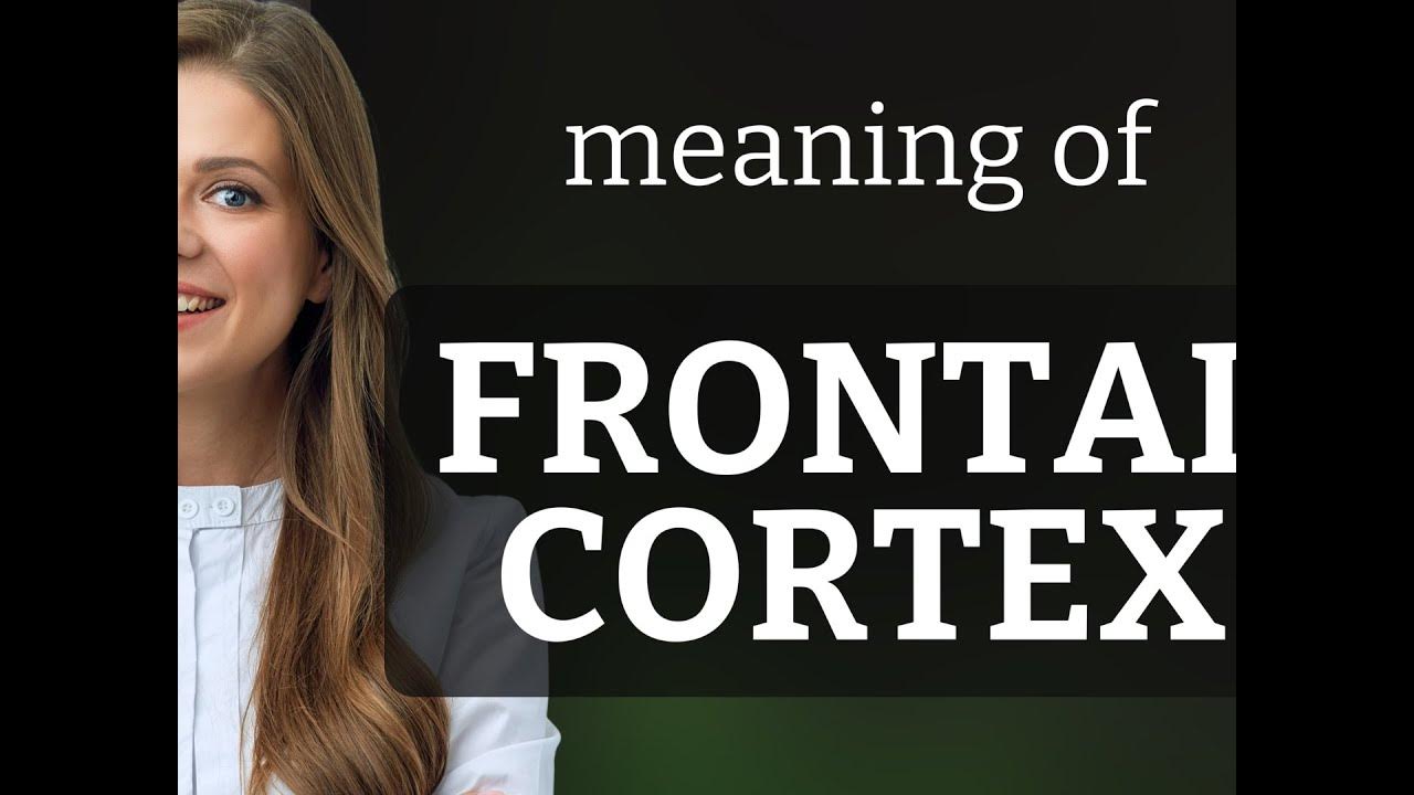 Frontal cortex meaning of FRONTAL CORTEX YouTube