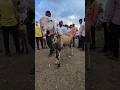 Biggest Sheep #explore #animals Huntel Madygl Sheep's #shorts