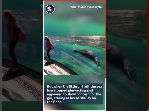 Sea Lion Worried