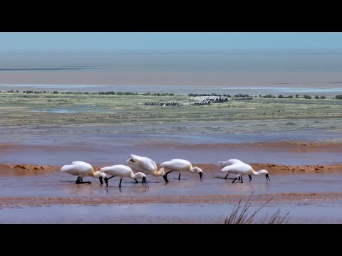 Metropolitan Oasis - Shanghai's Chongming certified as International Wetland City Episode cover