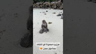 جزیره میمون ها تو تایلند میمون جزیره مانکی ساحل بچه