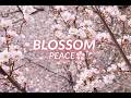 Blossom Peace 🌸 | Relaxing Sakura Music for Stress Relief