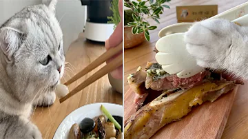 Wow Cat Become 'Cooking' Star in China
