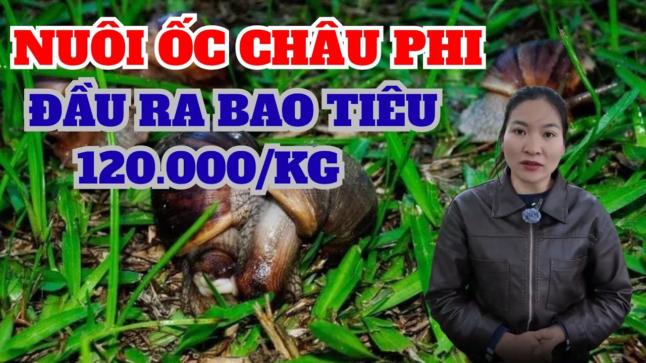 Ít ai ngờ: Nuôi ốc sên Châu Phi, bán ra 120.000đ/kg!