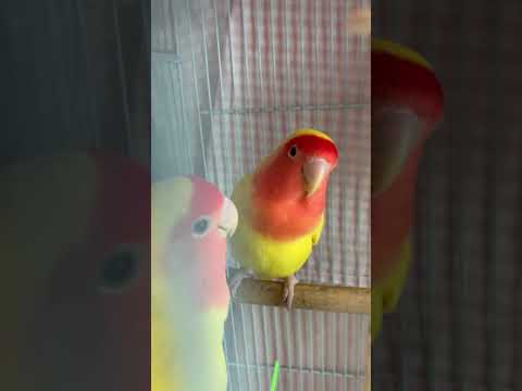 我家的愛情鳥唱歌