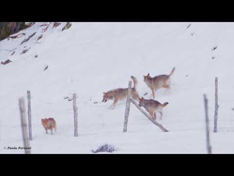 Wolves Play a Menacing Game With Dog in Abruzzo, Italy