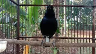 masteran terbaik kacer GACOR PAGI SIANG MALAM