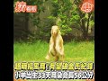 超萌招風耳 有望破金氏紀錄 小羊出生33天耳朵竟長56公分 TVBS新聞 擠看看 Shorts 超萌招風耳 有望破金氏紀錄 小羊出生33天耳朵竟長56公分 TVBS新聞 擠看看 Shorts