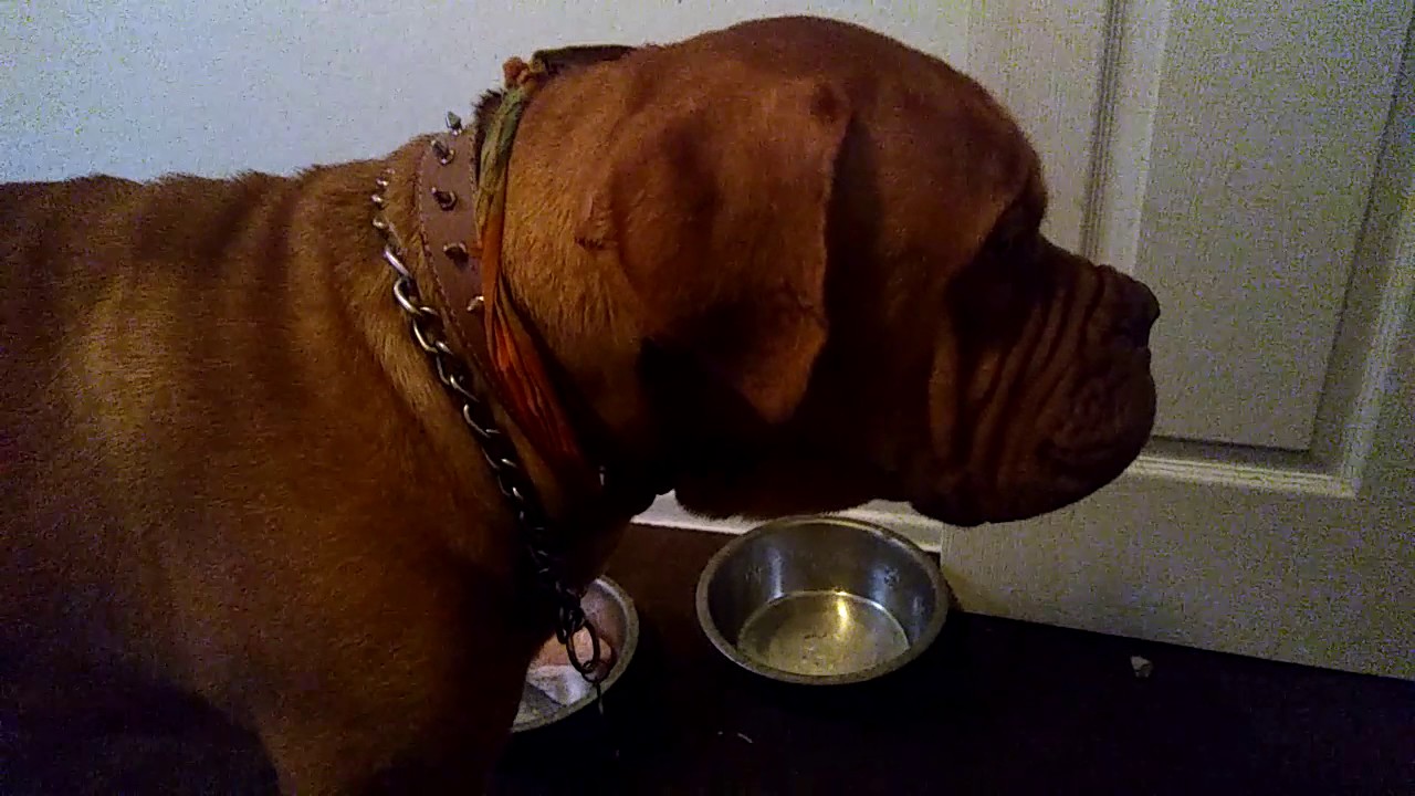 French mastiffs eating raw meat - YouTube