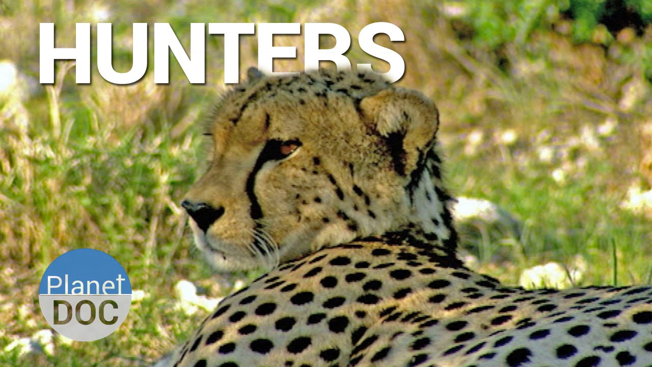 Documentary backdrop image for Hunters. Shaba (2014)
