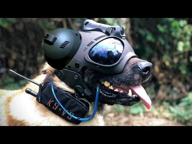 Must Have Gadgets For Military Dogs 