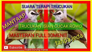 BURUNG TRUCUKAN NGULIK,NGEROL ,GOKLIK ,MASTERAN BUAT CUCAK ROWO MANTAP | MASTER TRUCUKAN GACOR
