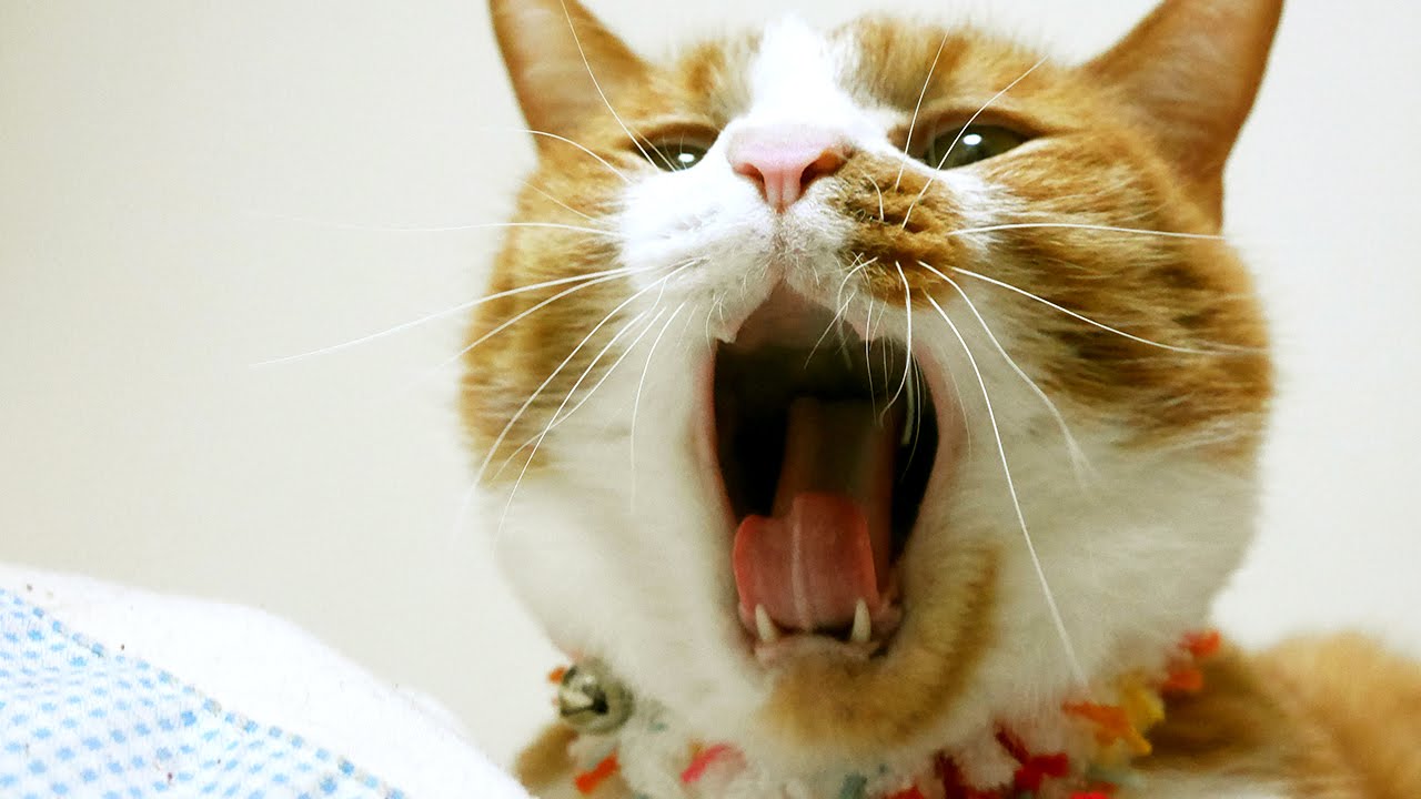 猫カフェ 横浜 鳴き声が おもしろい猫・・しゃべるねこ｢マック｣ 会話が成立してるよ♪〜　- Funny Cat Meows Nonstop ! Cat Meowing Compilation.Talking Cat