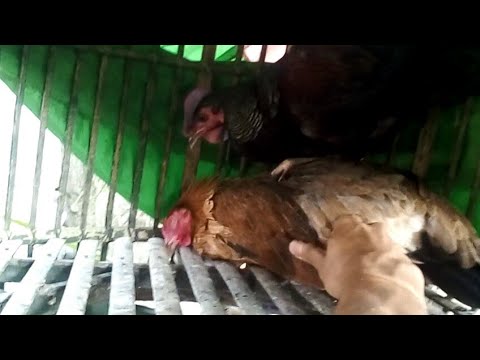 Cara Beternak Ayam Hutan Yang Benar Agar Berhasil On Kicau Baru