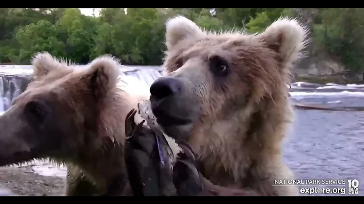 128's cubs close to the low camera - Explore.org June 29, 2022