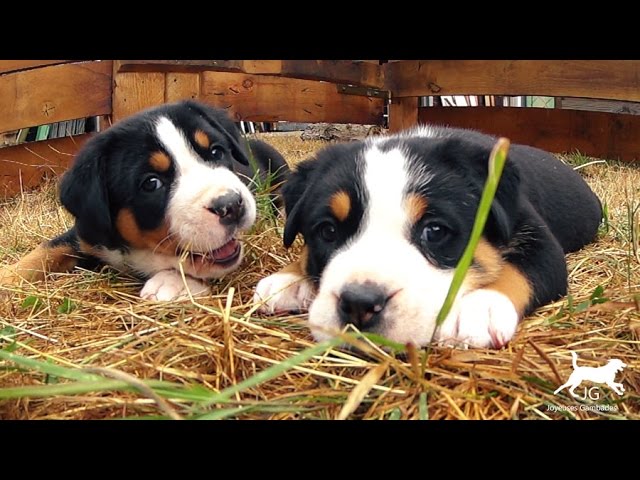 Video Bebe Chiot Bouvier Suisse Comment Prendre Soin De Sa Sante Youtube Video Bebe Chiot Bouvier Suisse Comment Prendre Soin De Sa Sante Youtube