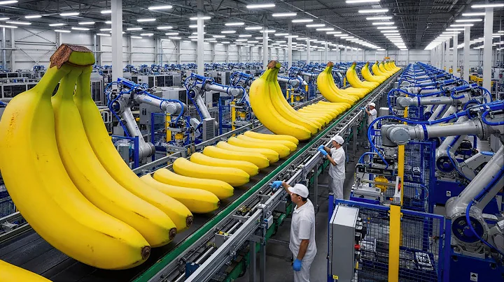 Inside The Factory: 100,000 Bananas Per Shift (Dried Banana Process)