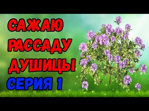 Как посадить душицу (орегано)