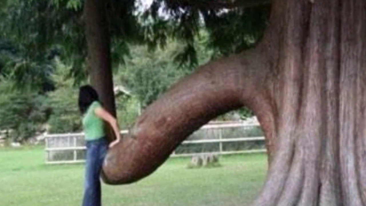 Sexy Tree 112