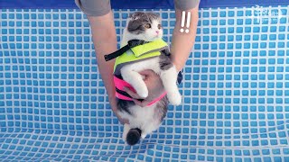 The cat who got a job in the pool