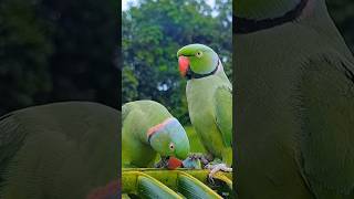 💚 Green parrots ki amazing bonding | Cute bird video 🦜#IndianRingneck #BirdLovers #PetBirds#trending