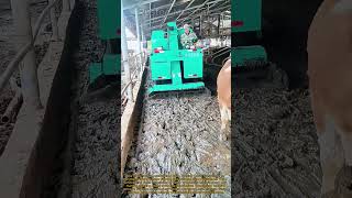 Modern Dairy Farm Waste Management: Efficient Cow Dung Cleaning Machine at Work