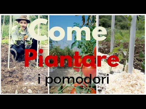 Video: Lavori di giardinaggio: piantare piantine di pomodoro nel terreno