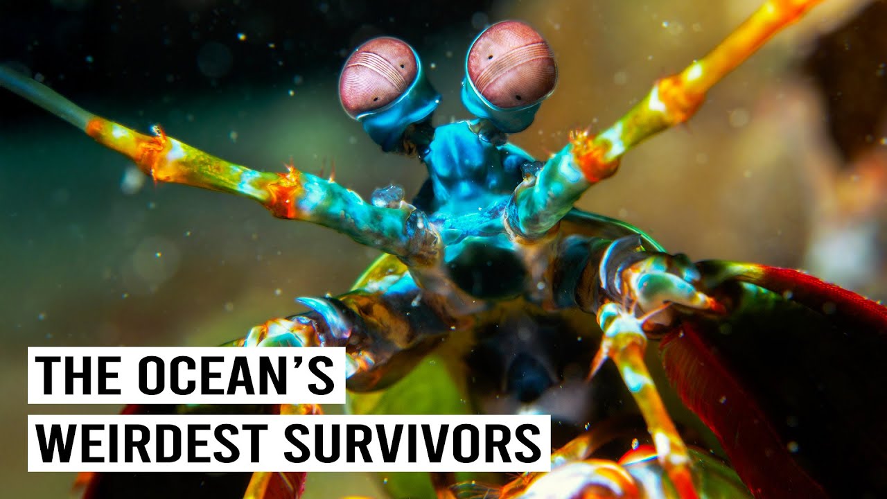The Unusual Lives Of The Strangest Sea Creatures | Undersea Homes | 4K