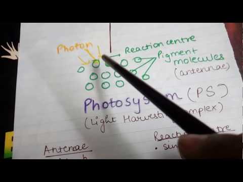 Photosystem- Structure, components and types