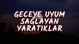 Doğanın Gece Avcıları - Belgesel Izle